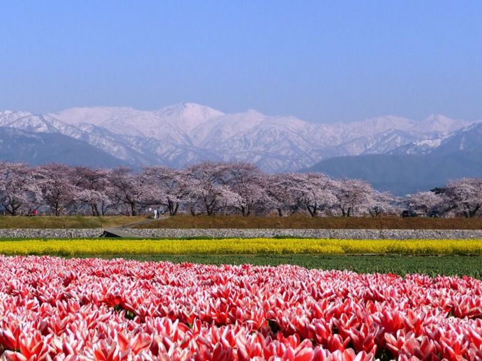 朝日町　春の四重奏